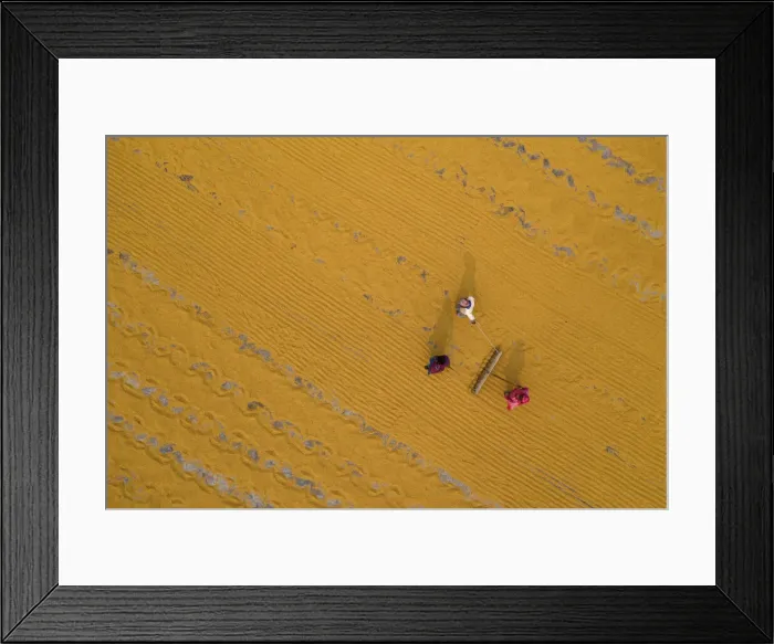 Framed Print : Millions of grains of rice are laid out to dry at a mill as workers brush them with Framed Print : Millions of grains of rice are laid out to dry at a mill as workers brush them with