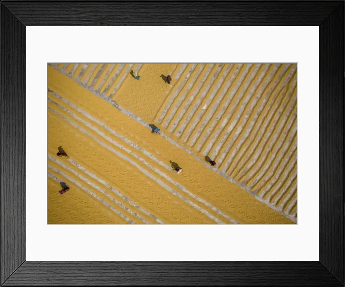 Framed Print : Millions of grains of rice are laid out to dry at a mill as workers brush them with Framed Print : Millions of grains of rice are laid out to dry at a mill as workers brush them with