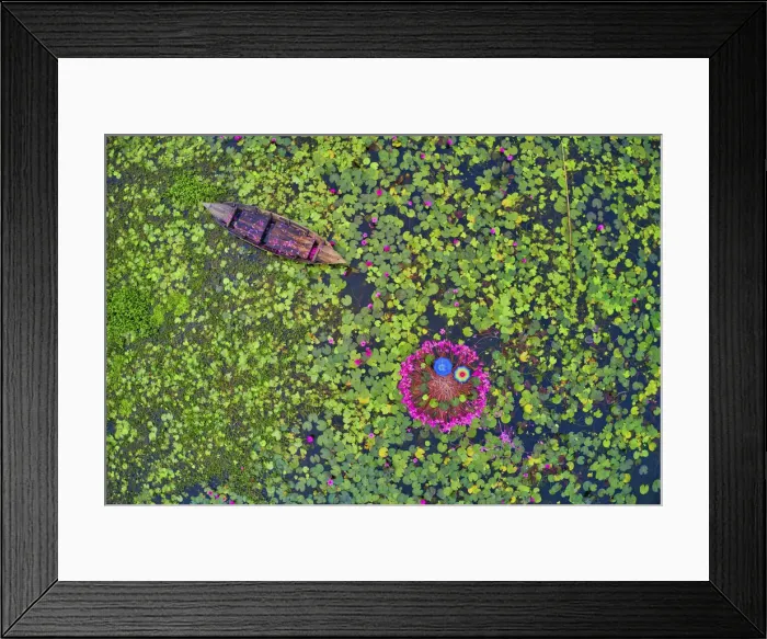 Framed Print : Canal of water lily, Satla, Barisal, Bangladesh Framed Print : Canal of water lily, Satla, Barisal, Bangladesh