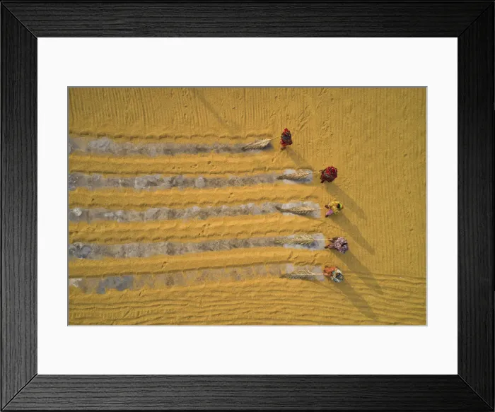 Framed Print : Millions of grains of rice are laid out to dry at a mill as workers brush them with