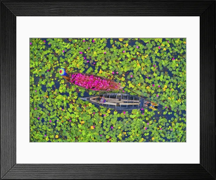 Framed Print : Canal of water lily, Satla, Barisal, Bangladesh Framed Print : Canal of water lily, Satla, Barisal, Bangladesh