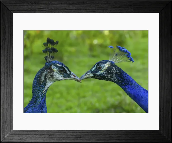 Framed Print : Peafowl in sarafi park, Gazipur, Bangladesh Framed Print : Peafowl in sarafi park, Gazipur, Bangladesh