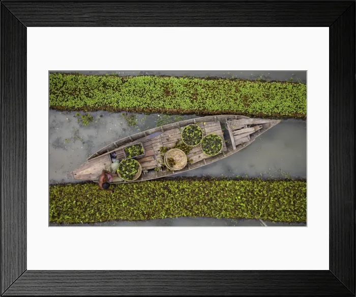Framed Print : Traditional floating vegetable garden, Pirojpur, Barisal, Bangladesh Framed Print : Traditional floating vegetable garden, Pirojpur, Barisal, Bangladesh
