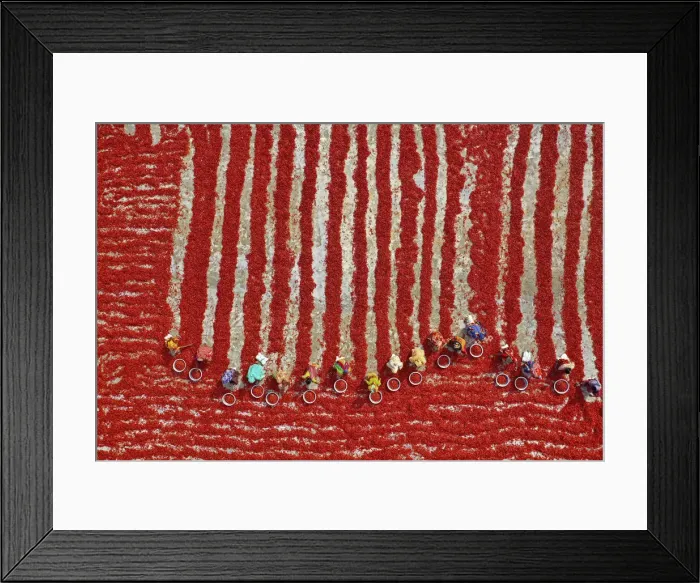 Framed Print : Woman picking red chilies, Bogura, Bangladesh Framed Print : Woman picking red chilies, Bogura, Bangladesh