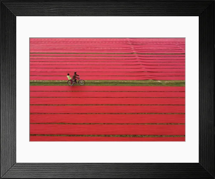 Framed Print : Riding bicycle middle of the drying red fabrics under sunlight, Narsingdi, Bangladesh Framed Print : Riding bicycle middle of the drying red fabrics under sunlight, Narsingdi, Bangladesh