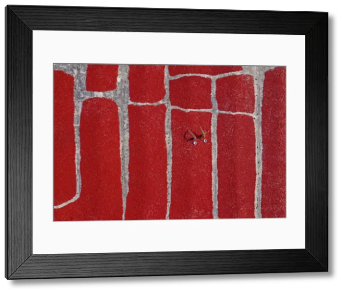 Framed Print : Woman picking red chilies, Bogura, Bangladesh