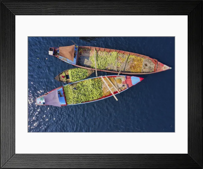 Framed Print : Workers unload watermelons from the boats using big baskets, Sadarghat, Dhaka, Bangladesh
