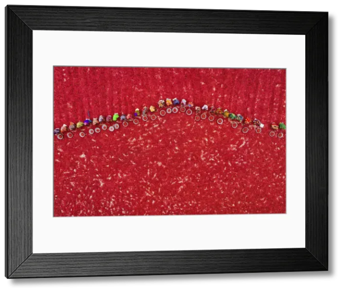 Framed Print : Woman picking red chilies, Bogura, Bangladesh