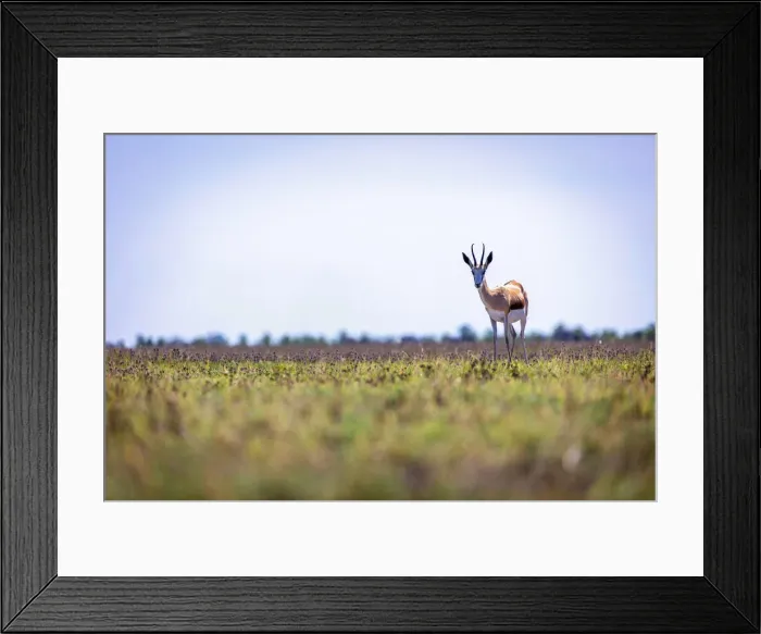 Framed Print : Springbok, Nxai Pan National Park, Botswana Framed Print : Springbok, Nxai Pan National Park, Botswana