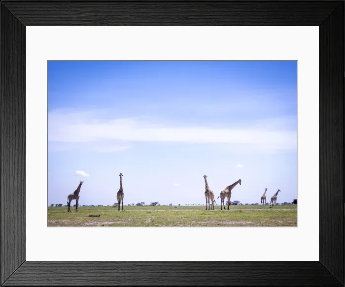 Framed Print : Giraffe herd, Nxai Pan National Park, Botswana Framed Print : Giraffe herd, Nxai Pan National Park, Botswana