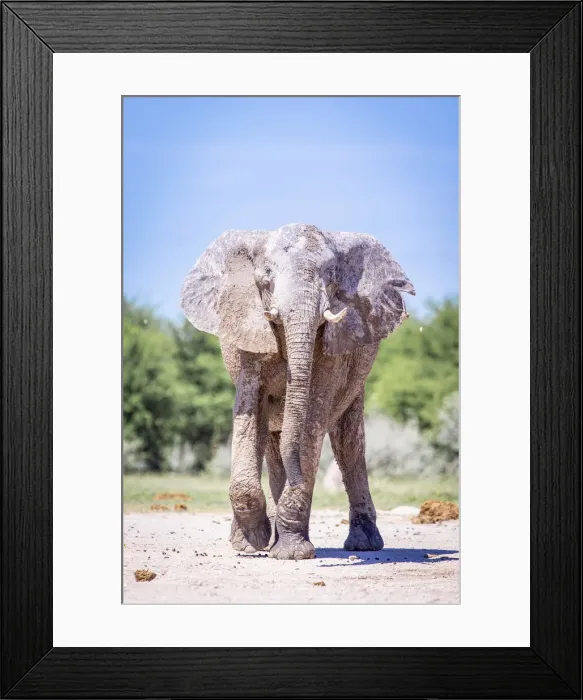 Framed Print : Bull Elephant, Nxai Pan National Park, Botswana Framed Print : Bull Elephant, Nxai Pan National Park, Botswana