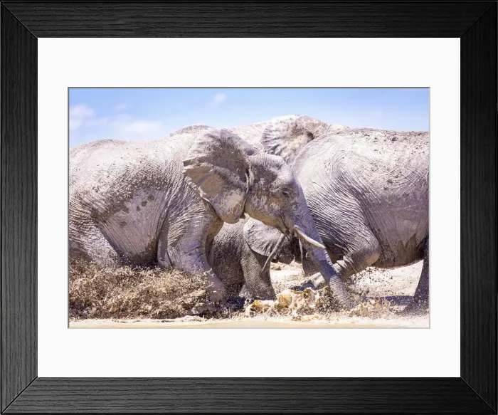 Framed Print : Elephant Herd, Nxai Pan National Park, Botswana Framed Print : Elephant Herd, Nxai Pan National Park, Botswana