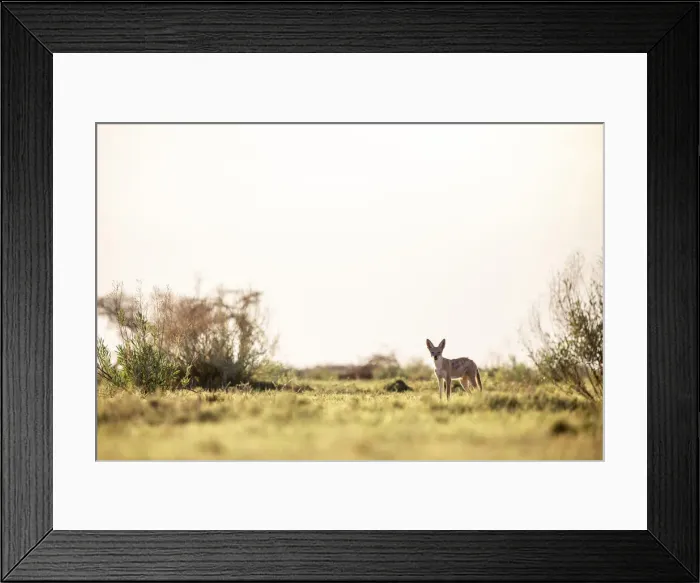 Framed Print : Black Backed Jackal, Nxai Pan National Park, Botswana Framed Print : Black Backed Jackal, Nxai Pan National Park, Botswana