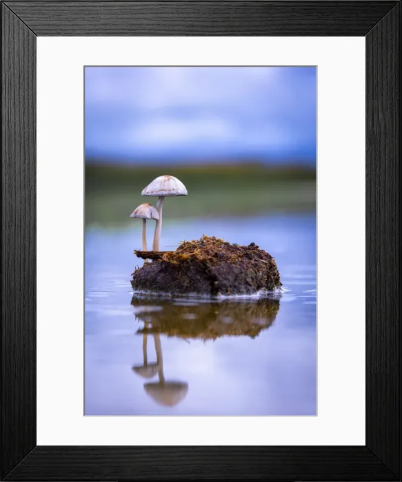 Framed Print : Dung Roundhead on Elephant dung, Moremi Game Reserve, Okavango Delta, Botswana Framed Print : Dung Roundhead on Elephant dung, Moremi Game Reserve, Okavango Delta, Botswana