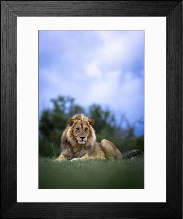 Framed Print : Male Lion, Moremi Game Reserve, Okavango Delta, Botswana Framed Print : Male Lion, Moremi Game Reserve, Okavango Delta, Botswana