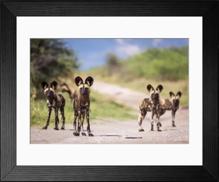 Framed Print : African Wild Dog, Nxai Pan National Park, Botswana Framed Print : African Wild Dog, Nxai Pan National Park, Botswana