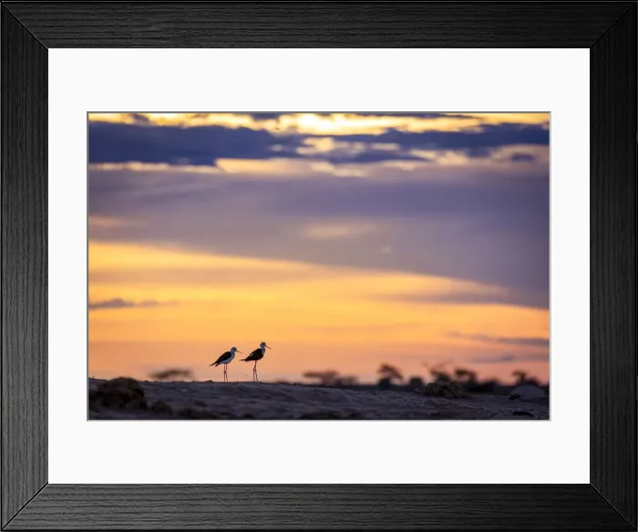Framed Print : Black Winged Stilt, Nxai Pan National Park, Botswana Framed Print : Black Winged Stilt, Nxai Pan National Park, Botswana