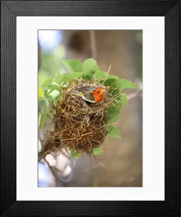 Framed Print : Red Headed Weaver on a nest, Nxai Pan National Park, Botswana Framed Print : Red Headed Weaver on a nest, Nxai Pan National Park, Botswana