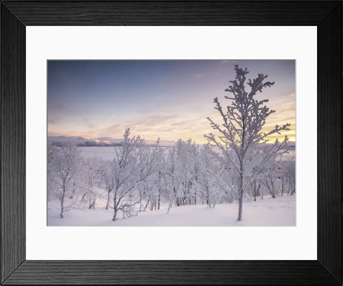 Framed Print : Lone trees covered with snow during a cold sunrise, Kiruna Municipality Framed Print : Lone trees covered with snow during a cold sunrise, Kiruna Municipality