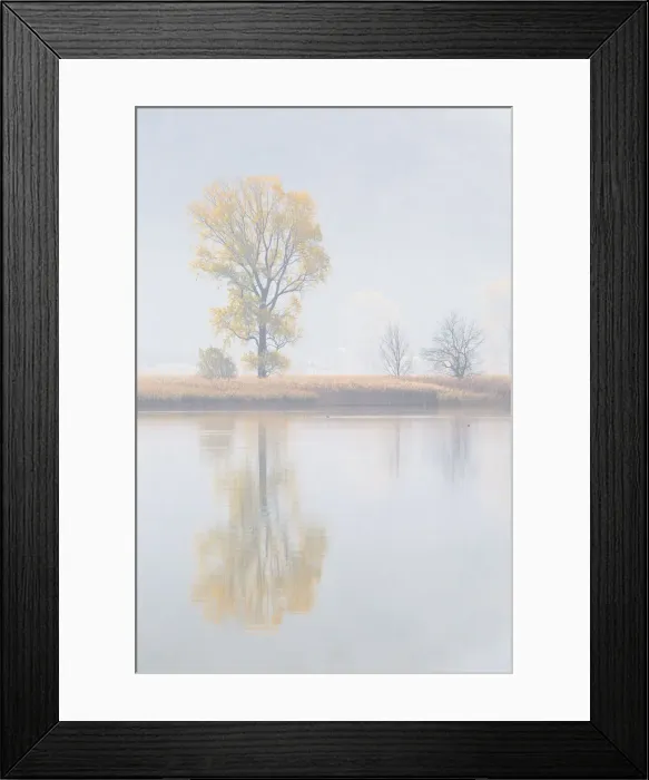 Framed Print : Trees reflected into Mera river, Riserva Naturale Pian di Spagna e Lago di Mezzola Framed Print : Trees reflected into Mera river, Riserva Naturale Pian di Spagna e Lago di Mezzola