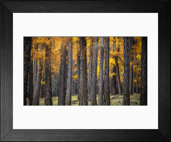 Framed Print : Detail of Talai forest in autumn. Curon Venosta, South Tirol, Italy