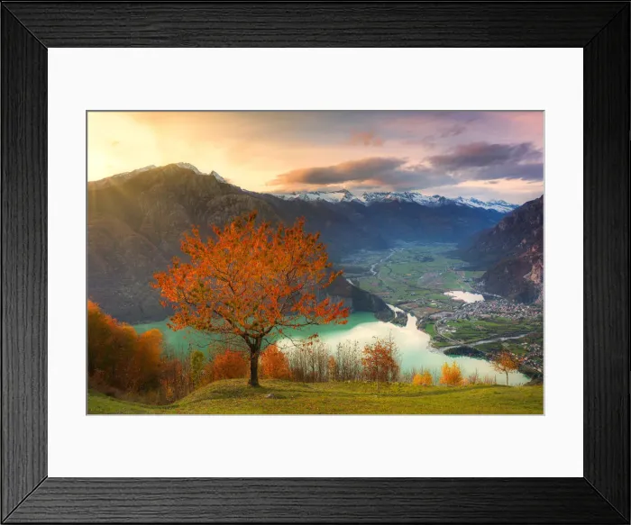 Framed Print : Cherry tree with view on Valchiavenna valley at sunset Framed Print : Cherry tree with view on Valchiavenna valley at sunset