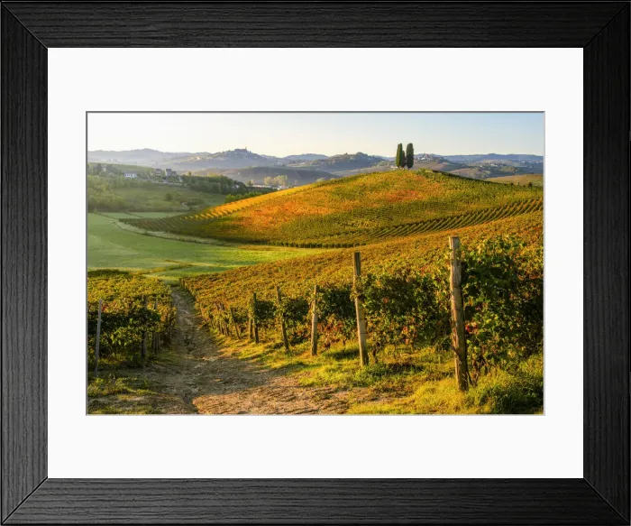 Framed Print : Michele Chiarlo foliage vineyard, Castelnuovo Calcea, Piedmont, Italy Framed Print : Michele Chiarlo foliage vineyard, Castelnuovo Calcea, Piedmont, Italy