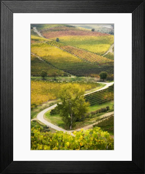 Framed Print : Coloured foliage vineyards in Barbaresco, Piedmont, Italy Framed Print : Coloured foliage vineyards in Barbaresco, Piedmont, Italy