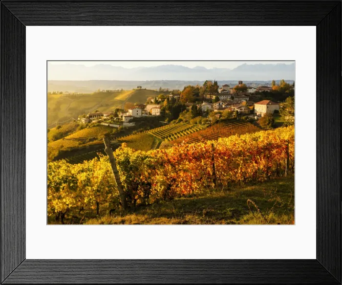 Framed Print : Sunset and foliage vineyards in Neviglie, Piedmont, Italy Framed Print : Sunset and foliage vineyards in Neviglie, Piedmont, Italy