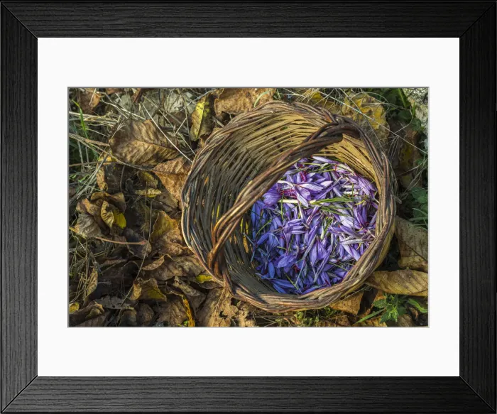 Framed Print : Harvest of saffron in the Navelli plateau. Abruzzo, Italy, Europe Framed Print : Harvest of saffron in the Navelli plateau. Abruzzo, Italy, Europe