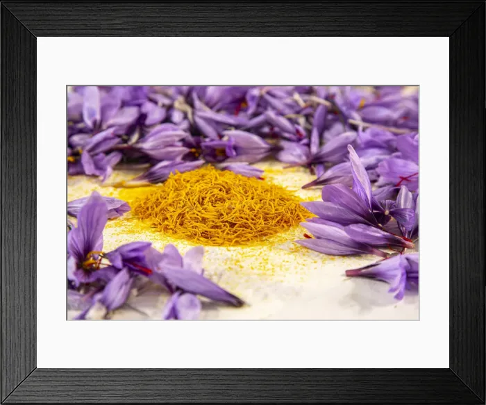 Framed Print : Anthers or stamens (yellow) of saffron in the Navelli plateau. Abruzzo Italy, Europe