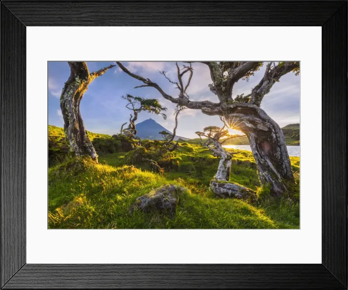Framed Print : Volcanic tree and Pico mountain at Lagoa do Capitao, Pico Island, Azores, Portugal Framed Print : Volcanic tree and Pico mountain at Lagoa do Capitao, Pico Island, Azores, Portugal