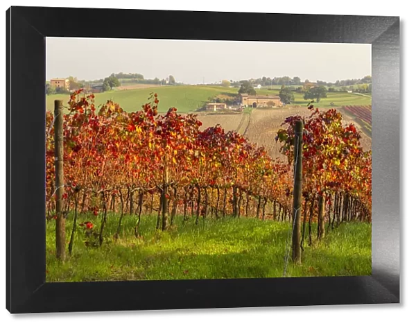Autumnal view of the countryside and vineyards near Levizzano Rangone