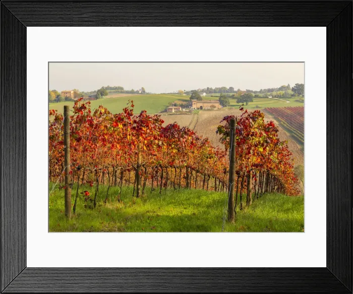 Framed Print : Autumnal view of the countryside and vineyards near Levizzano Rangone Framed Print : Autumnal view of the countryside and vineyards near Levizzano Rangone