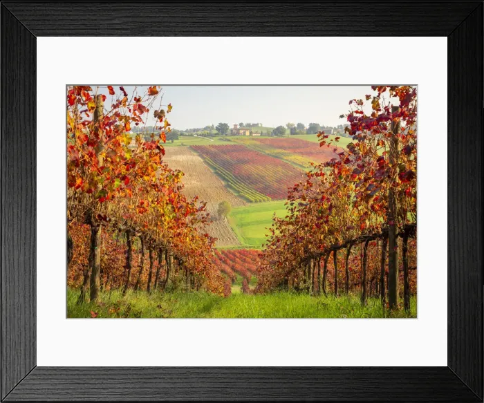 Framed Print : Autumnal view of the countryside and vineyards near Levizzano Rangone Framed Print : Autumnal view of the countryside and vineyards near Levizzano Rangone