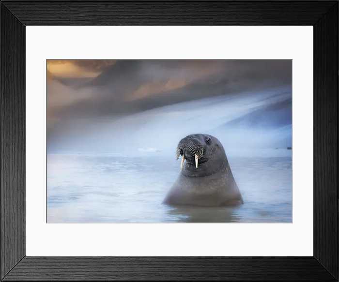 Framed Print : Walrus (Odobenus rosmarus) depicted in Northern Spitsbergen, Svalbard Islands Framed Print : Walrus (Odobenus rosmarus) depicted in Northern Spitsbergen, Svalbard Islands