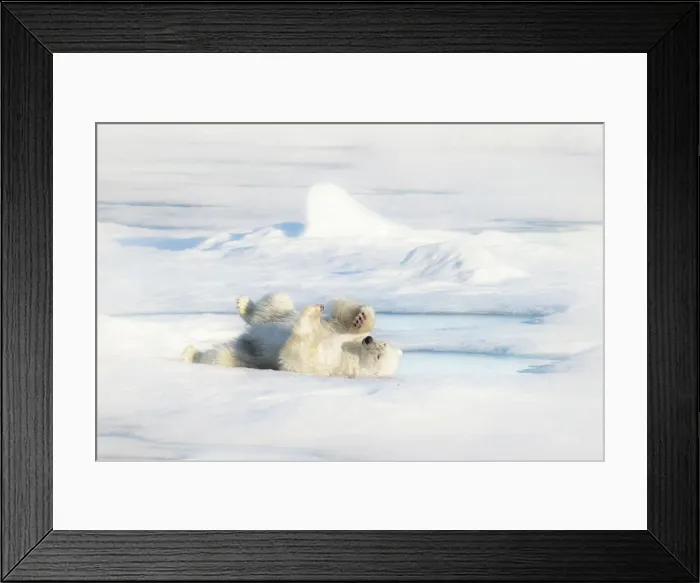 Framed Print : A polar bear (ursus maritimus) on the pack ice in Svalbard Framed Print : A polar bear (ursus maritimus) on the pack ice in Svalbard