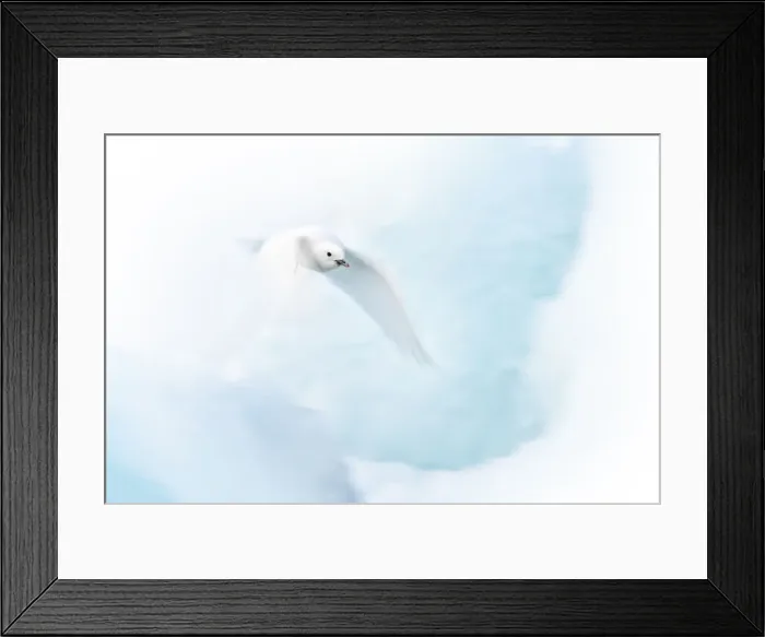 Framed Print : An ivory gull (Pagophila eburnea) in Northen Spitsbergen, Svalbard Framed Print : An ivory gull (Pagophila eburnea) in Northen Spitsbergen, Svalbard
