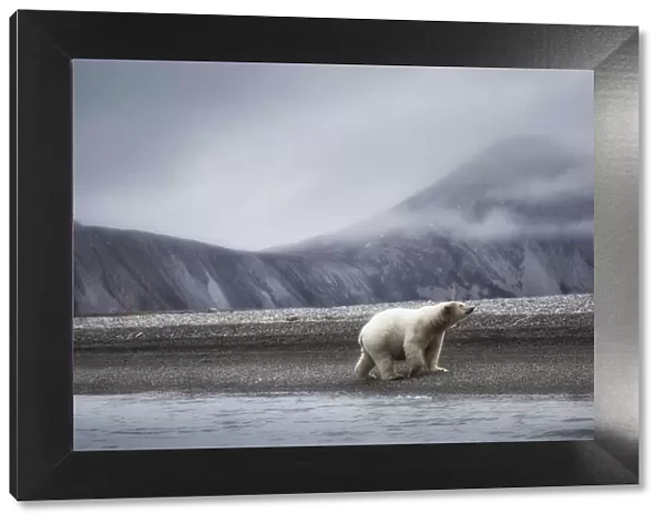 A polar bear (ursus maritimus) depicted on a beach in the high arctic in Northern