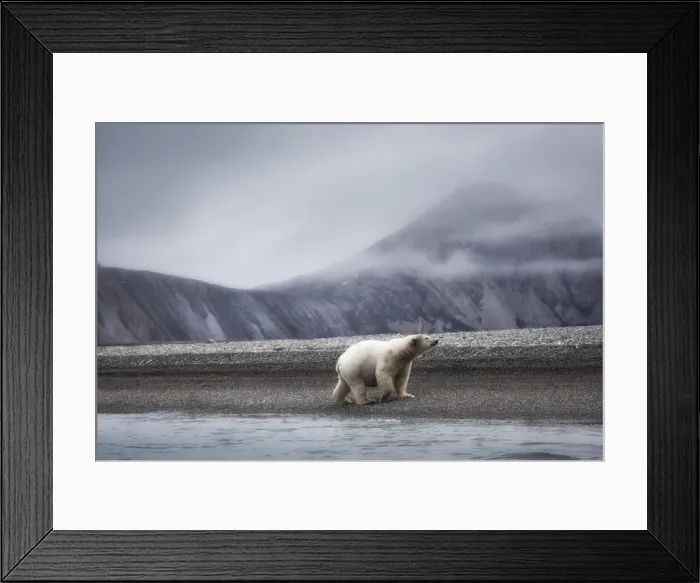 Framed Print : A polar bear (ursus maritimus) depicted on a beach in the high arctic in Northern Framed Print : A polar bear (ursus maritimus) depicted on a beach in the high arctic in Northern