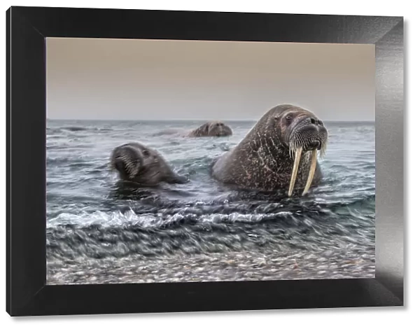 A Walrus mother and her cub (Odobenus rosmarus) depicted in Northern Spitsbergen