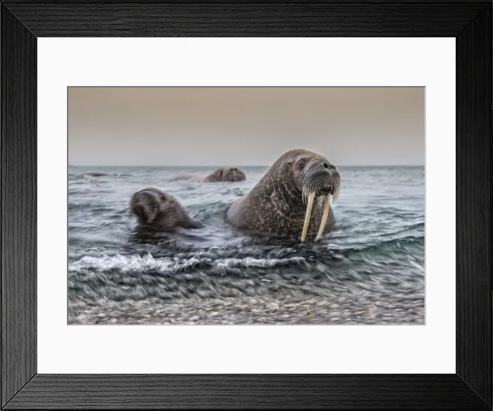 Framed Print : A Walrus mother and her cub (Odobenus rosmarus) depicted in Northern Spitsbergen Framed Print : A Walrus mother and her cub (Odobenus rosmarus) depicted in Northern Spitsbergen