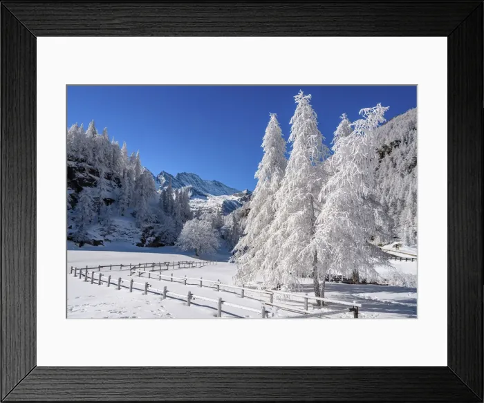 Framed Print : Frozen trees on Ceresole Reale, Levanne on background, Orco Valley, Piedmont, Italy, Europe