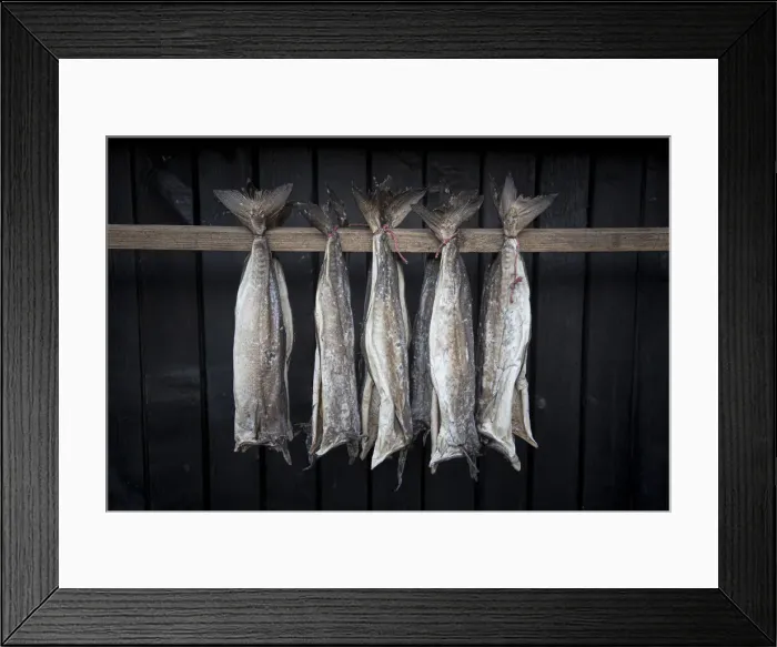 Framed Print : Europe, Denmark, Faroe Islands, Eystoroy, Gjogv, stockfish Framed Print : Europe, Denmark, Faroe Islands, Eystoroy, Gjogv, stockfish
