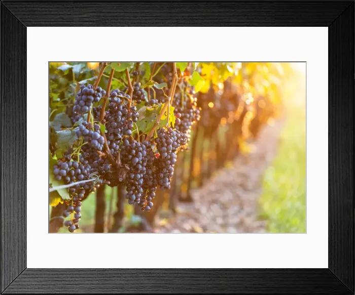 Framed Print : Harvest in Franciacorta, Brescia province in Lombardy district, Italy, Europe Framed Print : Harvest in Franciacorta, Brescia province in Lombardy district, Italy, Europe