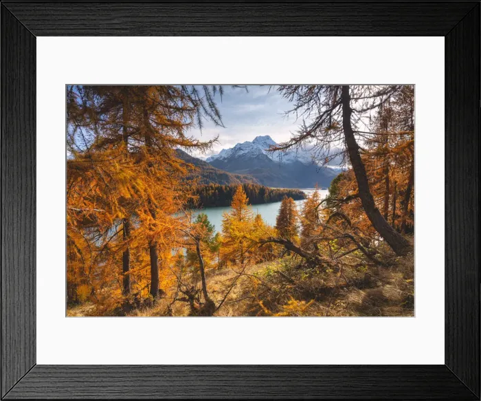Framed Print : Autumn in Engadina, Sils Im Engaadin, Canton of Grisons, Switzerland, Europe