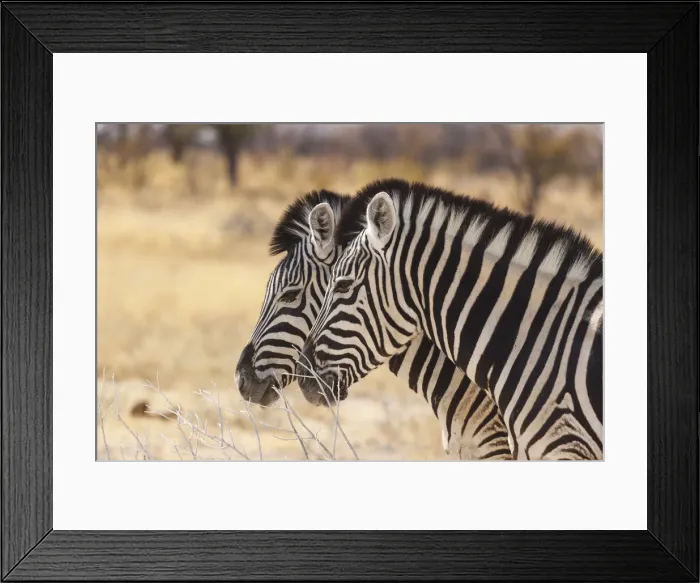 Framed Print : Zebras in Etosha, Namibia, Africa Framed Print : Zebras in Etosha, Namibia, Africa