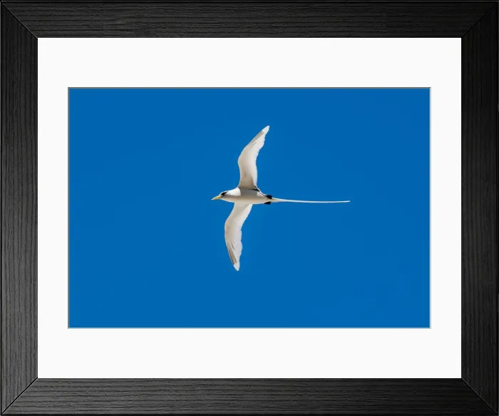 Framed Print : White-tailed tropicbird (Phaethon lepturus), Fregate Island, Seychelles