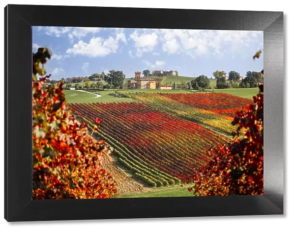 Lambrusco vineyards near Levizzano Rangone, Modena province, Emilia Romagna, Italy