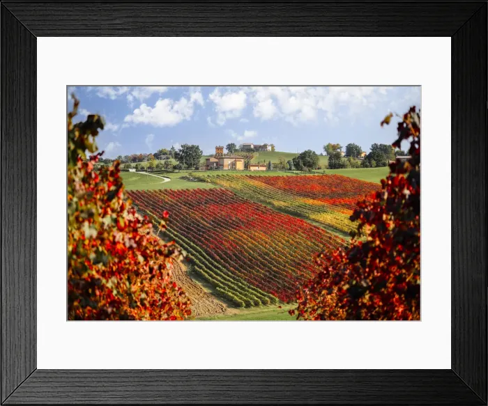 Framed Print : Lambrusco vineyards near Levizzano Rangone, Modena province, Emilia Romagna, Italy Framed Print : Lambrusco vineyards near Levizzano Rangone, Modena province, Emilia Romagna, Italy